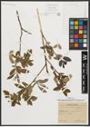 Foto von Salix appendiculata Vill. x Salix purpurea L.